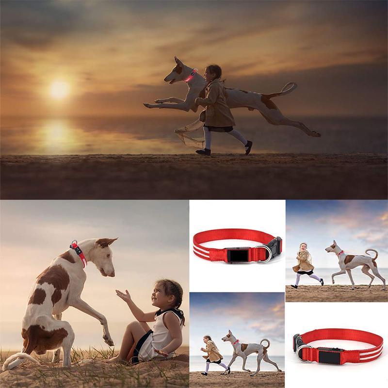 SafeGlow™ Hundehalsband für angstfreie Nachtspaziergänge
