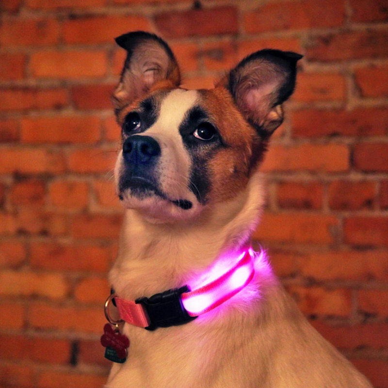 SafeGlow™ Hundehalsband für angstfreie Nachtspaziergänge